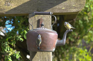 Blue tit copper kettle house