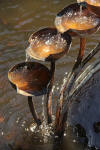 Copper Fountain