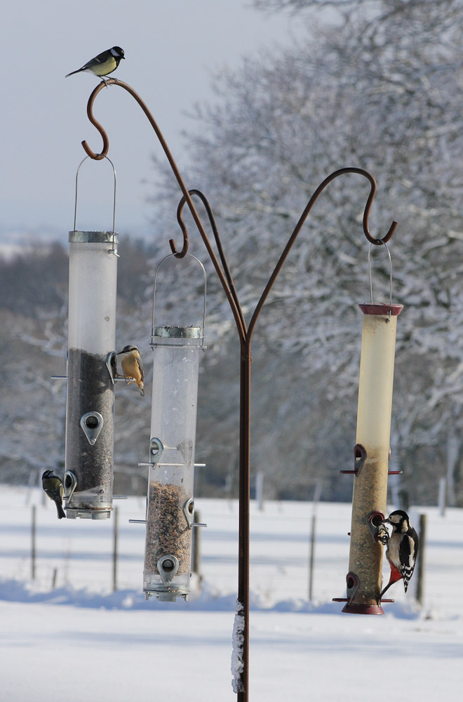 Bird Feeder Covered with Birds