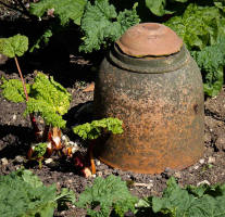 Sea kale forcer