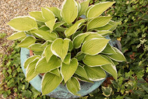 slug damage in copper pot