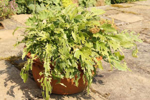 slug damage in terracotta pot